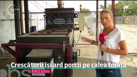 Epidemia de pestă porcină se extinde alarmant. Crescătorii își ard porcii pe calea ferată