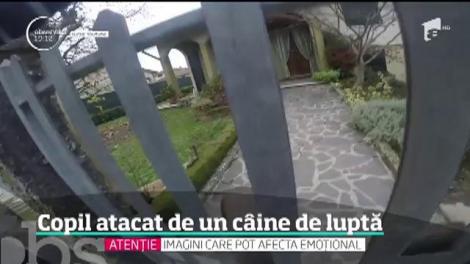Un copil de şase ani din Craiova a fost sfâşiat de un câine de luptă