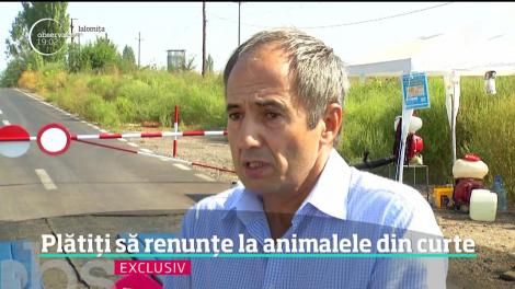 În Călăraşi, oraşul în care oamenii îşi ard pe calea ferată porcii crescuţi ilegal, fermele clandestine funcţionează nestingherite de ani de zile