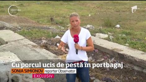 Epidemia de pestă porcină se extinde alarmant