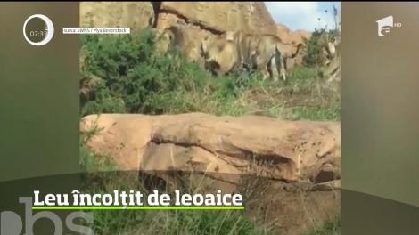 Leu atacat brutal de leoaice într-un parc zoologic din Marea Britanie