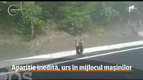 Apariție neobișnuită în trafic. Un urs brun a fost filmat în timp ce încerca să traverseze printre mașini
