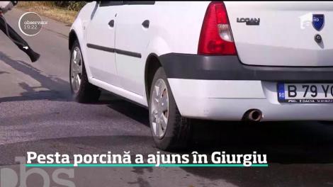 Epidemia de pestă porcină pare de neoprit. Încă un focar a fost confirmat într-o localitate din Giurgiu