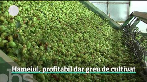 Hameiul, o afacere profitabilă dar greu de cultivat
