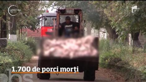 Un incendiu de amploare a izbucnit la o fermă de porci din judeţul Brăila, cel mai afectat de pestă porcină!