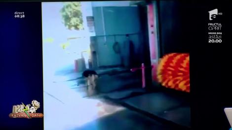 Ce face un câine ajuns la o spălătoria auto! „Bosulică, ia zi, cum facem?” (VIDEO)