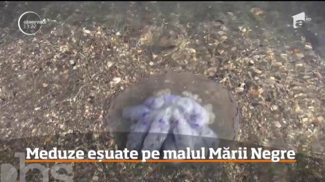 Invazie de meduze la Constanţa