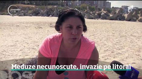 Meduze necunoscute, invazie pe litoralul românesc