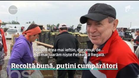 Tone întregi de struguri din soiuri nobile se strică pe marginea drumului. În Vrancea, micii producători riscă să nu-şi acopere nici măcar cheltuielile cu întreţinerea şi culesul viilor