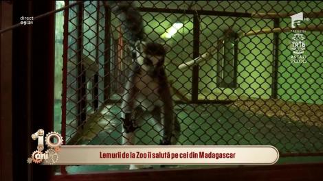 „Ultimul trib” începe AZI la Antena 1! Lemurii de la Grădina Zoologică din Băneasa salută concurenții din Madagascar