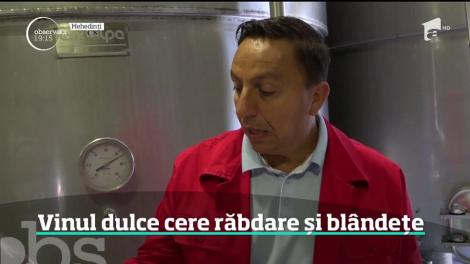 Strugurii se culeg în vii, iar mustul este gata. Cum arată producţia de anul acesta