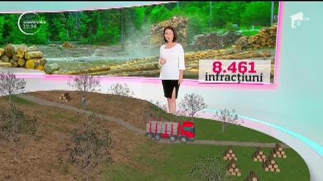 Tăierile ilegale distrug pădurile româneşti. Un nou raport dezastruos a fost făcut public. Topul judeţelor în care aurul verde ia drumul pieţei negre