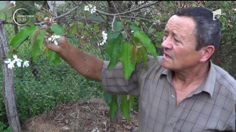 Cireșii au înflorit în septembrie, în judeţul Caraş-Severin