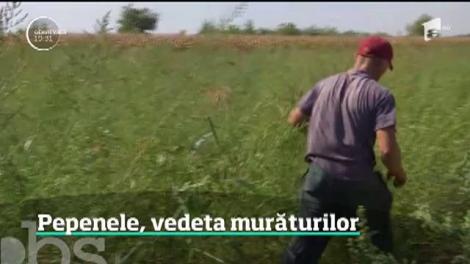 E din nou vremea pepenilor. Nu la desert, ci pentru cămara de iarnă. Borcanele cu pepeni puşi la murat sunt pregătite cu grijă. Aflăm şi cea mai bună reţetă