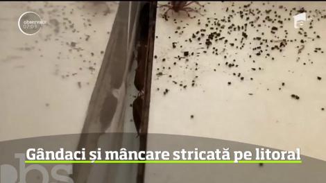 Imagini greu de digerat în două localuri din Constanţa