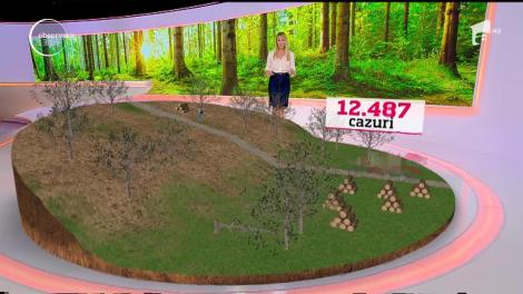 În România, un copac este pus la pământ, ilegal, la fiecare trei minute