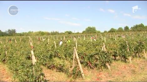 În Prahova, culesul viilor se face cu arma în mână. Pentru că nu găsesc pe nimeni care să vrea să muncească, proprietarii podgoriilor au apelat la o măsură aparte