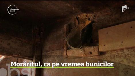 Ultimul morar din nordul Apusenilor