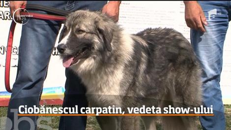 Cele mai frumoase şi inteligente rase de câini au concurat la Târgu Mureş, la „Dracula Dog Show"!
