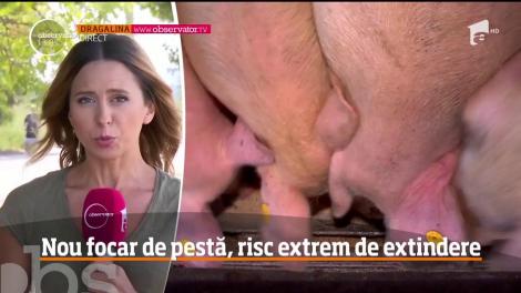 Un nou focar de pestă face ravagii la Dragalina, în judeţul Călăraşi, dar declanşează totodată şi un imens scandal