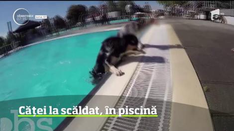 În Germania, un ştrand a dedicat ultima zi a sezonului câinilor