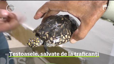 Zeci de broaşte ţestoase mici au fost salvate din mâinile traficanţilor din India