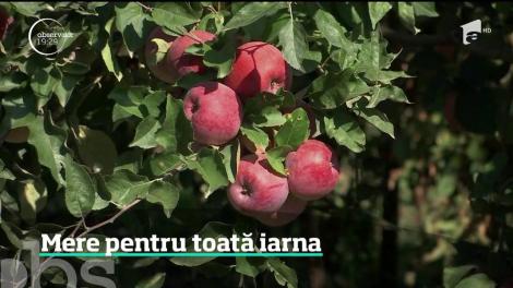 Cea mai bogată recoltă de mere din ultimii ani