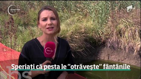 Locuitorii din Dragalina, speriaţi că pesta le "otrăveşte" f&acirc;nt&acirc;nile