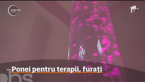 Doi ponei folosiţi de terapie pentru copiii cu dizabilităţi au fost furaţi în Bistriţa Năsăud