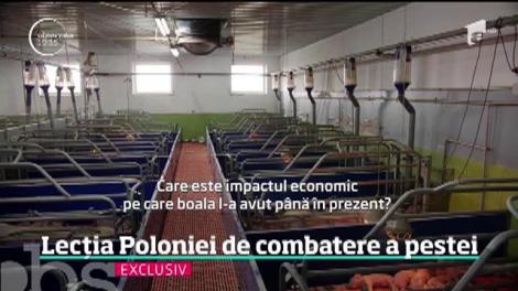 "Lecţia Poloneză" pentru combaterea pestei porcine