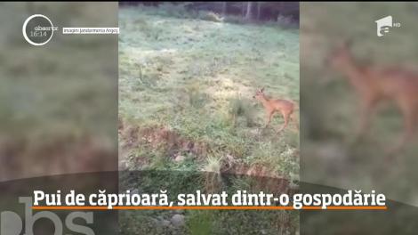 Jandarmii argeşeni au reuşit să salveze un pui de căprioară, pe care o familie îl transformase în animal de curte