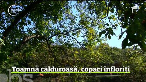 Peisaje de primăvară veritabilă în vestul ţării. Deşi meteorologii anunţă că ne aşteaptă un val de frig, în Bihor au înflorit pomii!