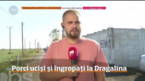 Porci ucişi şi îngropaţi la Dragalina