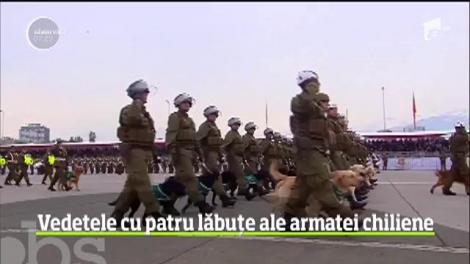 În Chile, parada anuală a forţelor armate a avut câteva vedete neaşteptate: nouă căţeluşi care nu au mai mult de câteva săptămâni