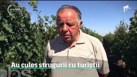 Într-o fermă viticolă din Bihor, strugurii au fost culeși cu turiștii