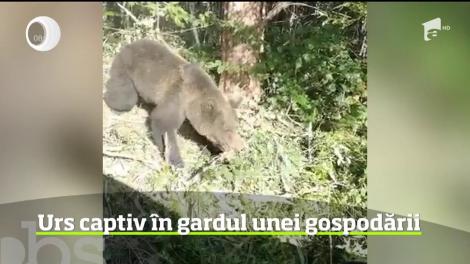 Un bărbat și cei doi fii ai săi au avut parte de spaima vieții lor, în timp ce mergeau în pădure, după lemne. Cei trei s-au trezit faţă în față cu un urs, care era prins într-un laț