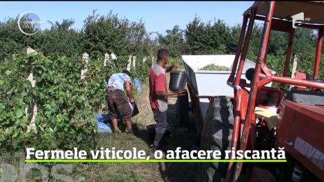 Viticultorii vrânceni reuşesc din ce în ce mai greu să-şi menţină afacerile. Principala problemă - lipsa forţei de muncă