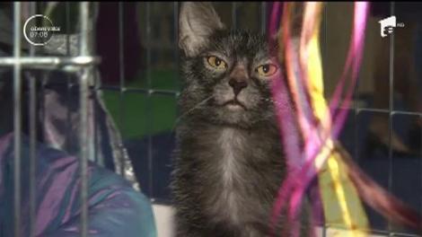 Parada pisicilor sofisticate, în Capitală