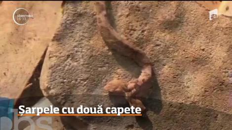 O femeie din Virginia s-a speriat de moarte când a găsit un şarpe cu două capete