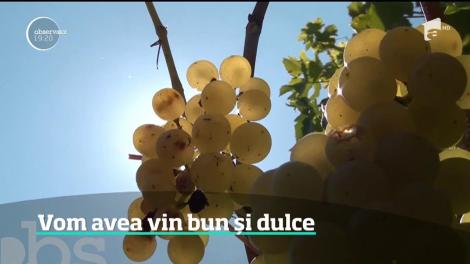 Viticultorii promit vinuri excepţionale în acest an