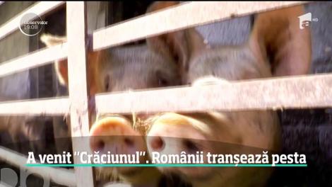E epidemie de panică, în plină criză a pestei porcine! Mii de români îşi taie porcii, chiar dacă virusul nu a ajuns în zona lor