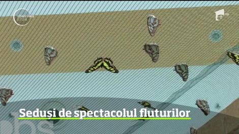 Orădenii au parte în aceste zile de o experienţă inedită. O expoziţie de fluturi vii atrage deopotrivă copii, dar şi adulţi