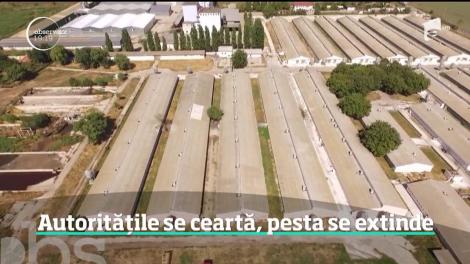 În timp ce focarele se înmulţesc pe zi ce trece, a apărut planta care vindecă pesta porcină