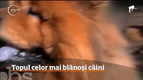 Topul celor mai blănoși câini