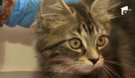 O familie din Timişoara se judecă de câteva luni cu un vecin de bloc, din cauza unei pisici la care oamenii nu sunt dispuşi să renunţe