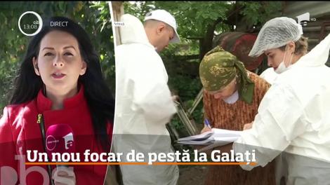 Un nou focar de pestă porcină. De această dată este vorba despre o fermă izolată în câmp din Galaţi