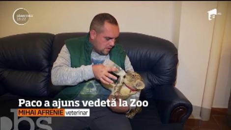 Ce s-a ales de Paco, puiul de leu pe care doi suceveni au încercat să-l vândă într-o parcare din Timişoara