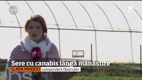 Mai multe sere în care se cultiva cannabis au fost descoperite de poliţişti lângă o mănăstire din judeţul Iaşi