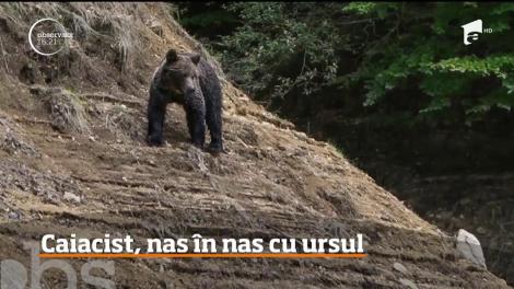 Un caiacist care se antrena pe Lacul Vidradu a avut o întâlnire neaşteptată cu un pui de urs care se juca în apă
