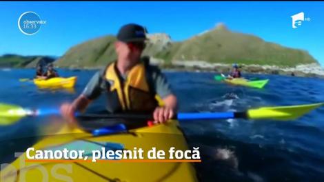 Canotor, plesnit de focă